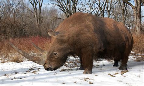 wooly rhino diet.